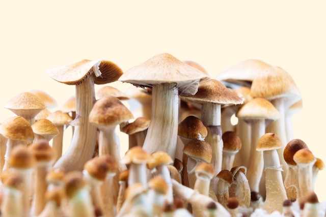 Learn about Functional Mushrooms with our guide.