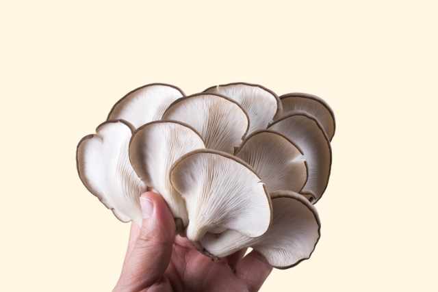 Discover the benefits of functional mushrooms 